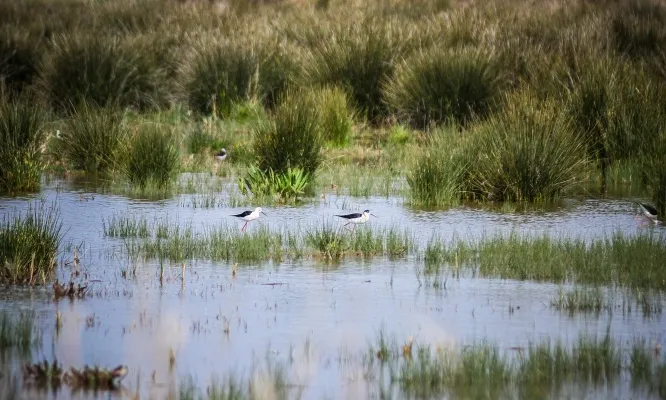 El delta del Llobregat (imatge: elprat.cat)