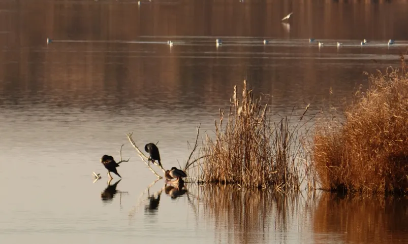 Estany d'Ivars (imatge: flickr/Joan Grifols)