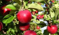 Pomes