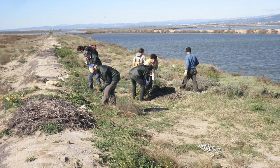 Voluntaris i voluntàries ambientals al Delta de l'Ebre (imatge: Associació Voluntaris Parc Natural Delta de l'Ebre) 