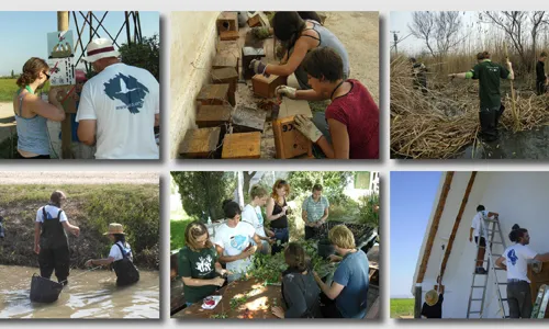 Estades de voluntariat ambiental a Riet Vell durant tot l'any (imatge: seo.org)