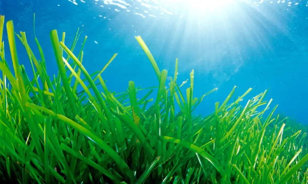 Amb les al·legacions els naturalistes de Girona reclamen que la llei d'ordenació tingui en compte la Biodiversitat del litoral. Proposen un Observatori de la Posidonia (imatge: ametllademar.cat) 