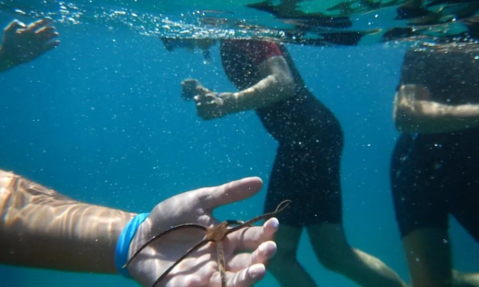 Els camps de treball juvenils de Xatrac estan vinculats a l'ecologia marina i litoral (imatge: xatrac.org)