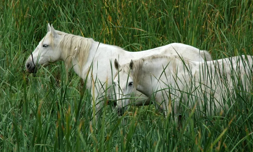 Els cavalls de Camarga són un dels valors naturals de la Reserva Natural de Sebes (imatge: arrelia.cat)