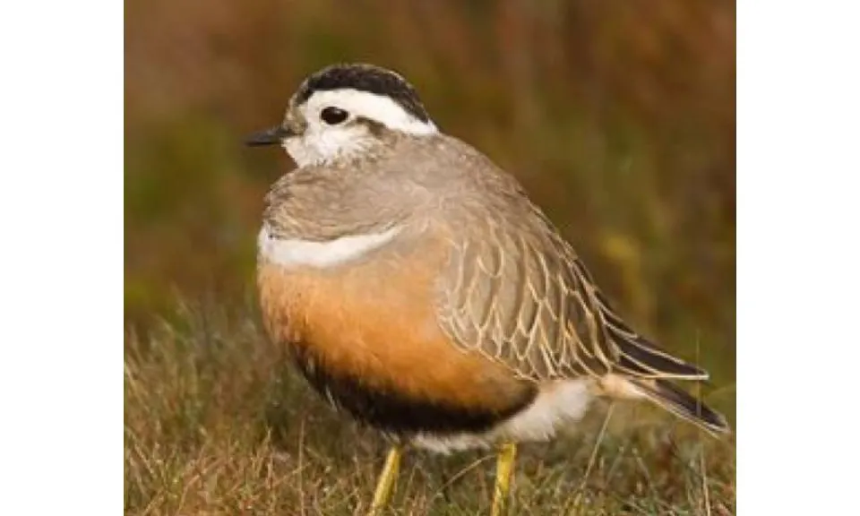 La perdiu xerra és una de les espècies que es consideren prioritàries (imatge: Grup de Natura Solsonès) 