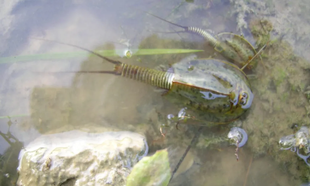 Els triops són una espècie protegida (imatge: limnos.org)
