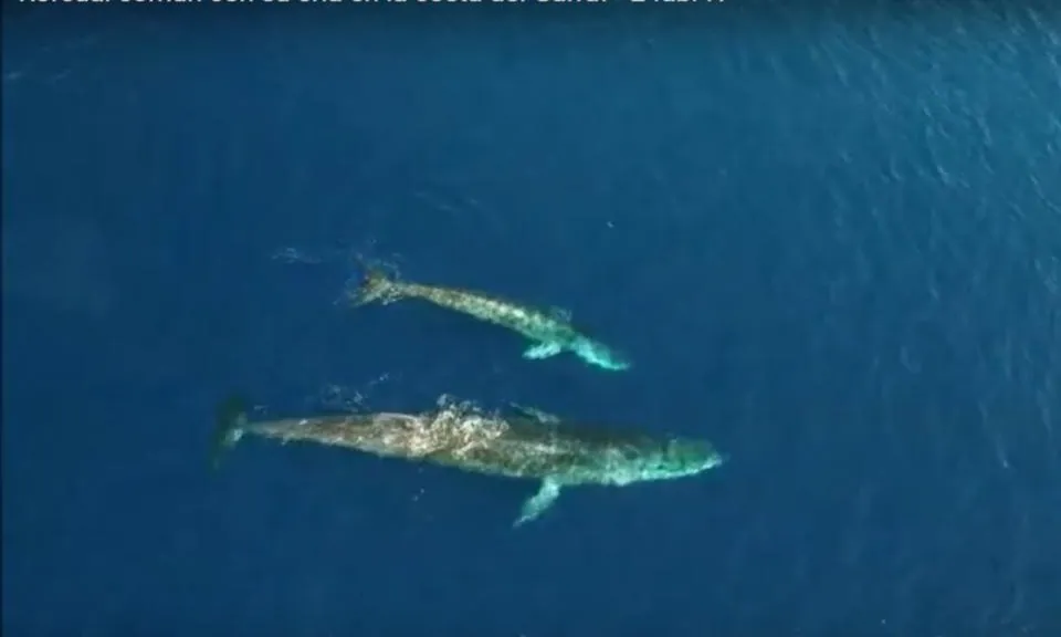 Una balena rorqual amb la seva cria enfront de les costes de Garraf 