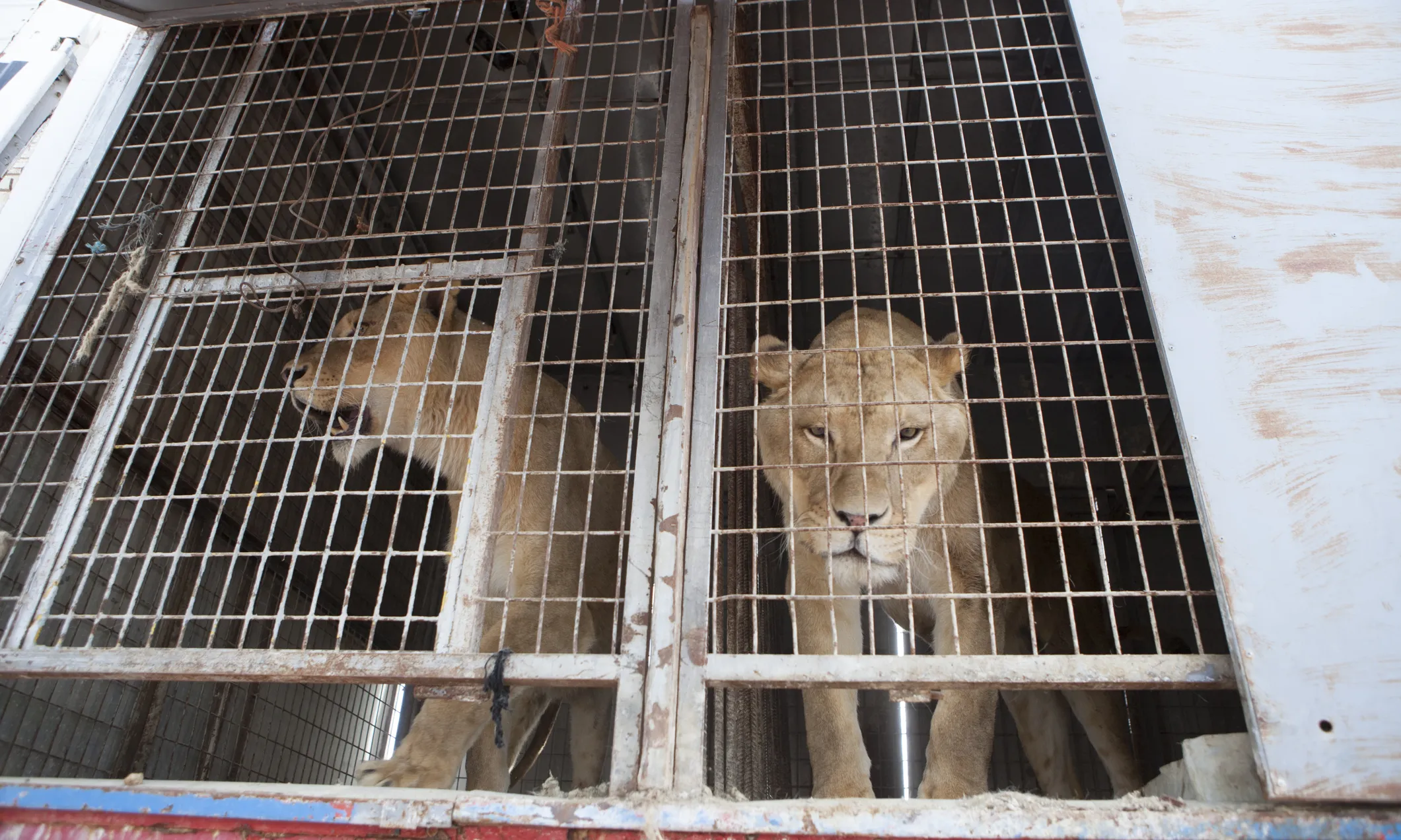 Mufasa i Simba són els dos lleons cedits a l'ONG