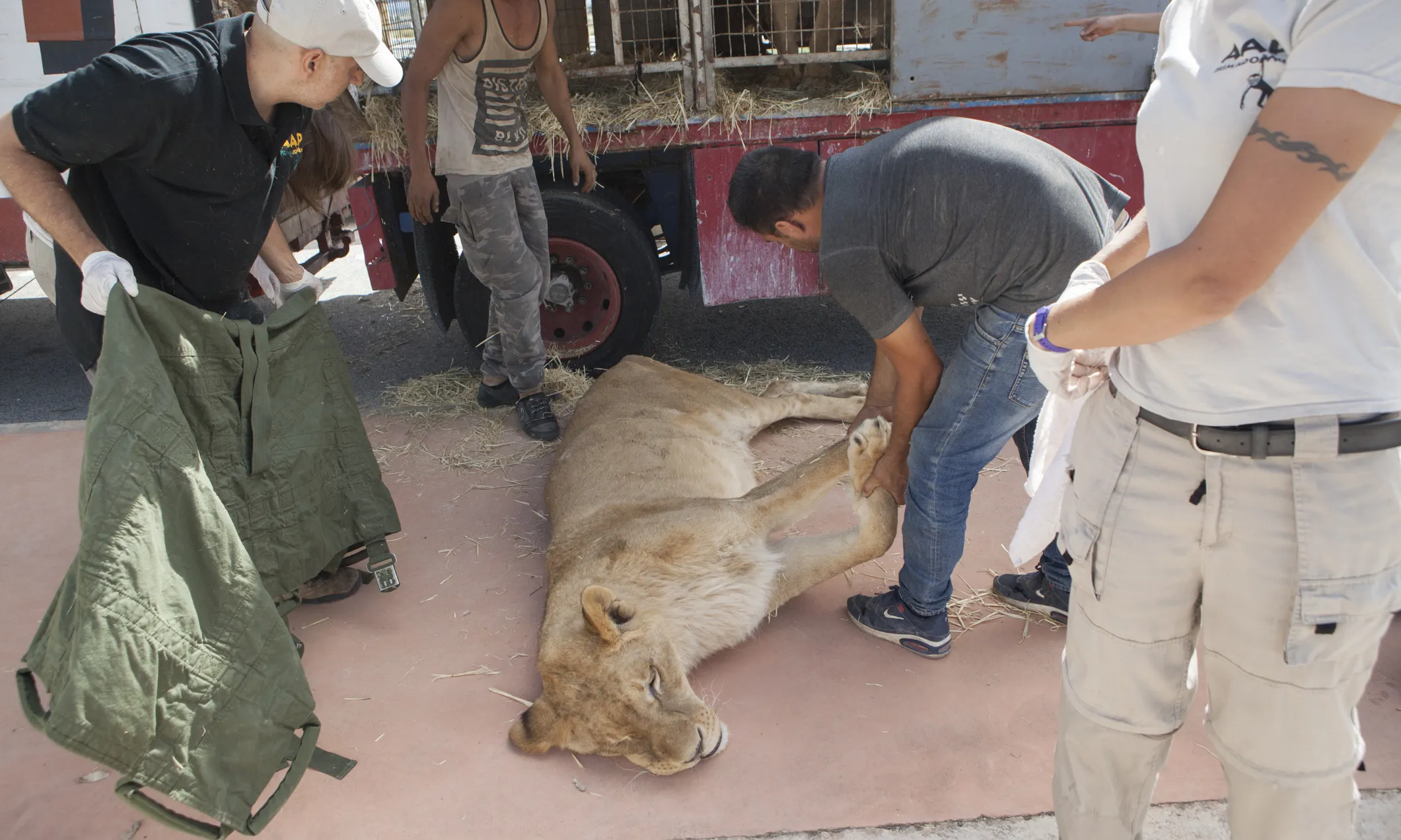 El circ també va donar un poni, un búfal i una llama