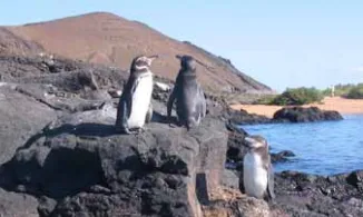 Pingüins a la Isla de Santa Cruz