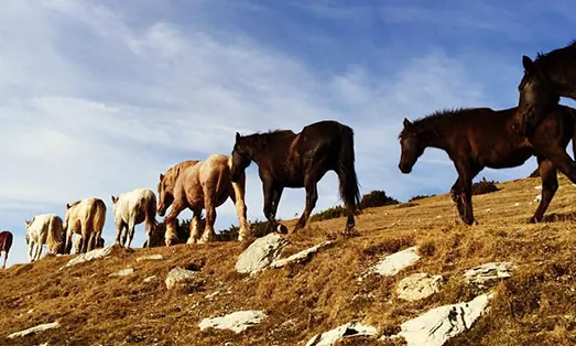 Es pot acompanyar els cavalls durant tot el recorregut o només per un dels trams 