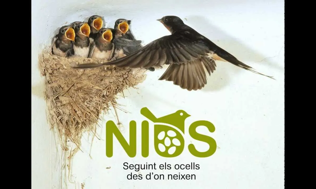 Nius.cat és un portal de ciència ciutadana per localitzar nius d'aus 