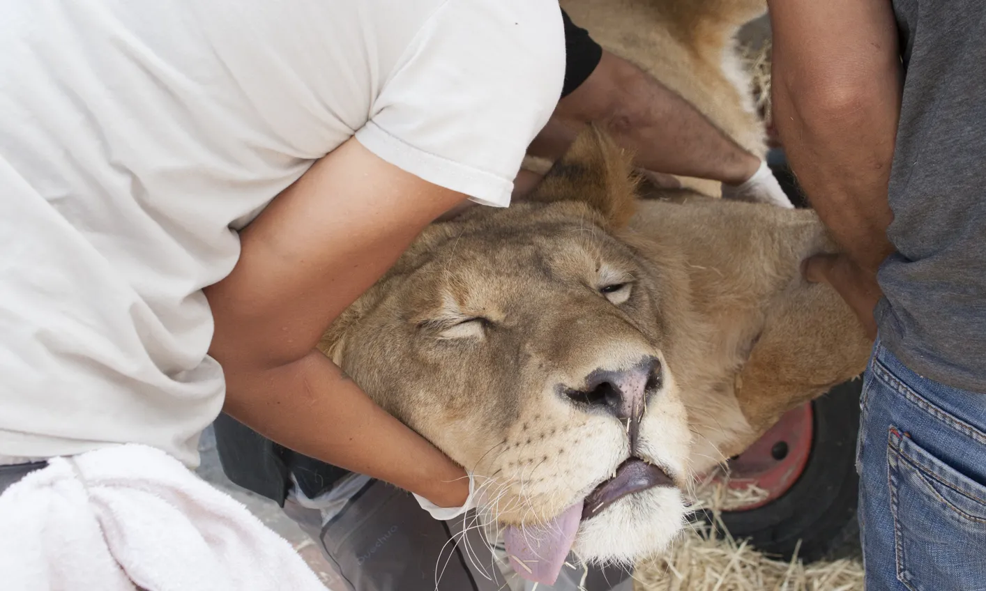 El propietari del circ s'ha compromès a no tenir mai més cap animal salvatge