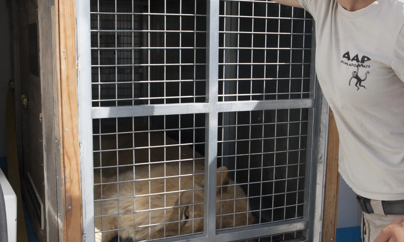 La Fundació Primadomus és l'únic centre de l'Estat espanyol que acull felins