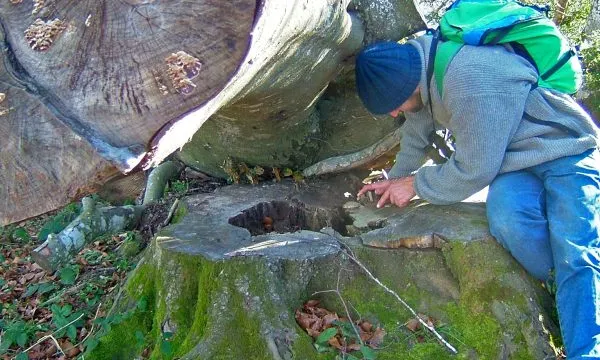 L'Agrupació Naturalista i Ecologista de la Garrotxa proposa un projecte per la conservació dels boscos madurs 
