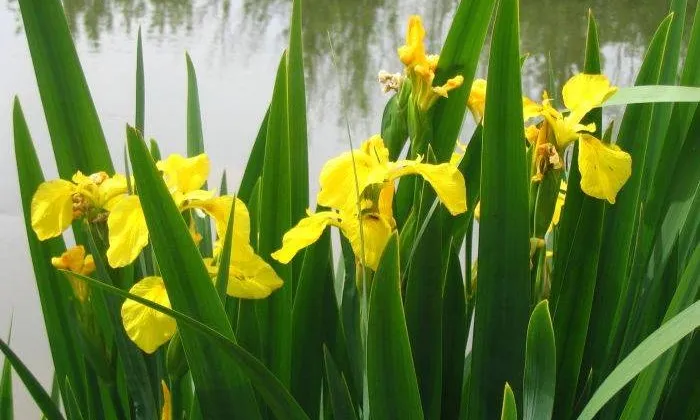 Plantació de lliris al riu Onyar amb La Sorellona