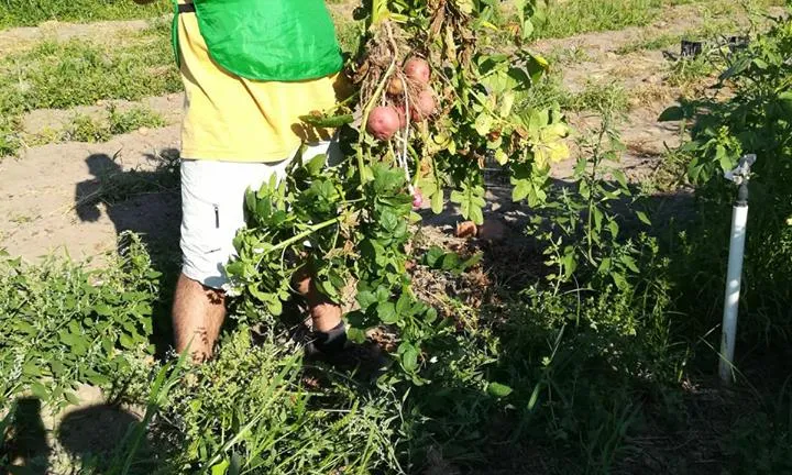 Les espigolades recuperen aliments que han estat cultivats però estaven destinats a esdevenir residus