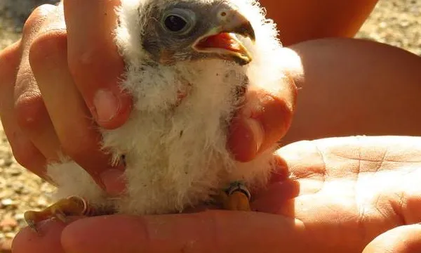 Diverses entitats treballen per la recuperació i la conservació d'espècies protegides, com Paisatges Vius amb el xoriguer petit (Falco naumannii)
