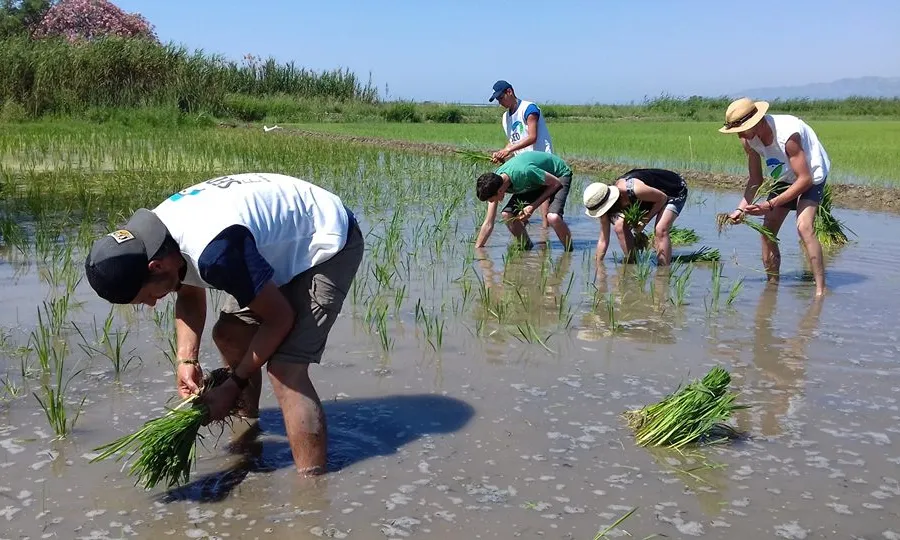 Seo Bird Life du a terme un projecte de conservació i agricultura ecològica al Delta del l'Ebre, a Riet Vell