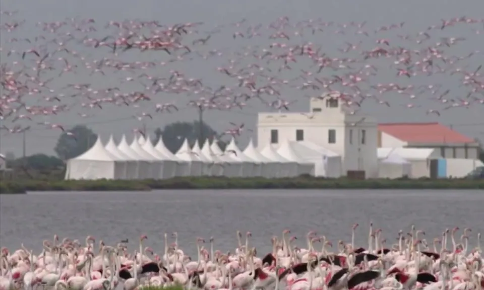 La quarta edició del Delta Birding Festival se celebra del 22 al 24 de setembre de 2017