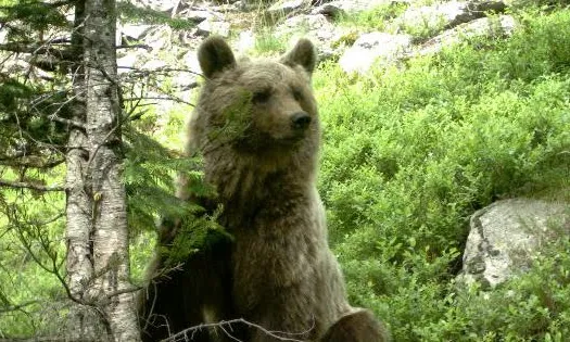 L'ós bru és un indicador de la qualitat de la natura a l'alta muntanya