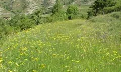 Els prats de dall reuneixen una gran biodiversitat