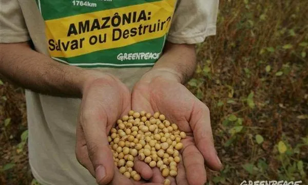 Imatge de planta de soja