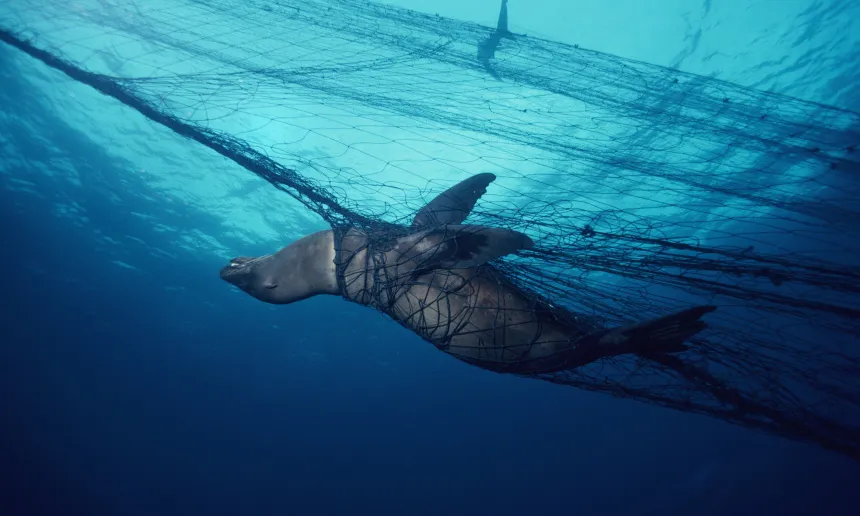 El film Blue ha estat definit per Greenpeace com a "una canço per als oceans"