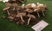 Exposició de Bolets de Tarragona (11 de novembre, Tarragona)