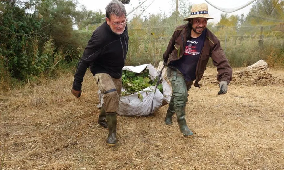 Voluntariat ambiental amb el Grup Natura Freixe 