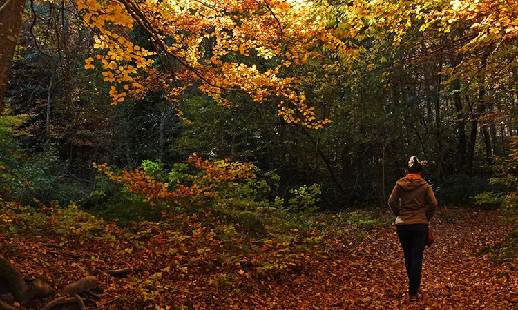 Una persona passejant pel bosc