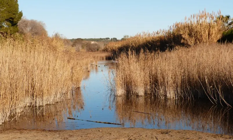 L'Associació Mediambiental La Sínia treballa per la conservació de les riberes del riu Gaià