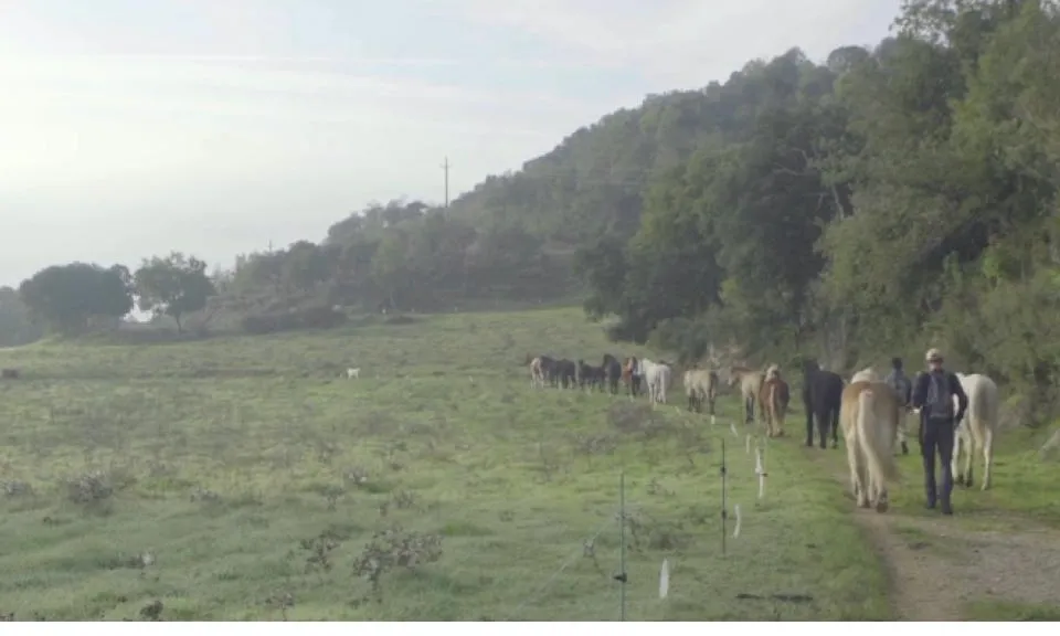 La Fundació Miranda es dedica a la recuperació de cavalls i a la protecció de la natura  