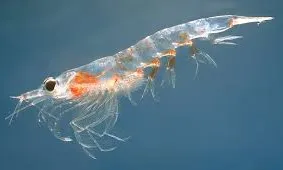 El crustaci krill està amenaçat per les extraccions massives de la indústria