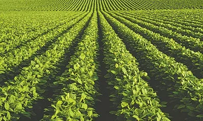 Cultiu de vegetals