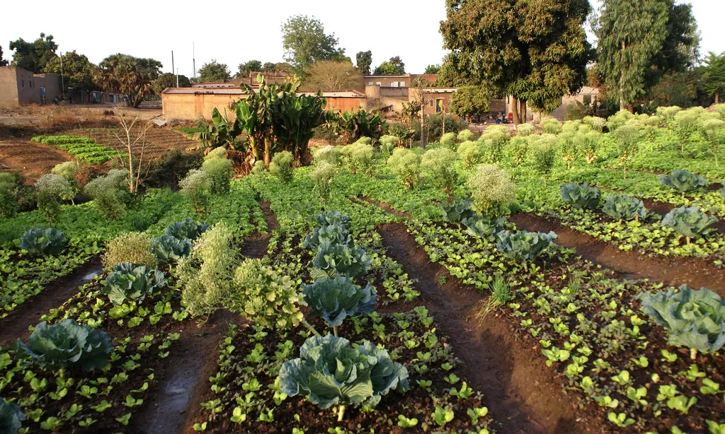 Pla de sobirania alimentària a Burkina Faso
