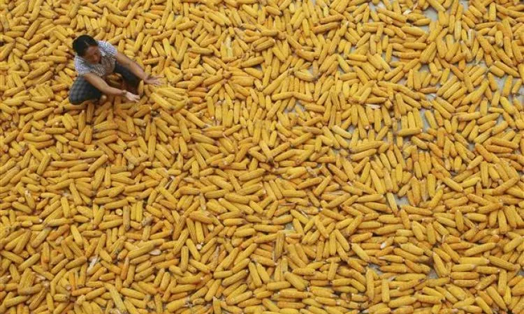 Recolecta de panotxes a Sud-Amèrica per al comerç exterior