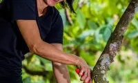 Els microcrèdits li han permès irrigar millor els seus camps