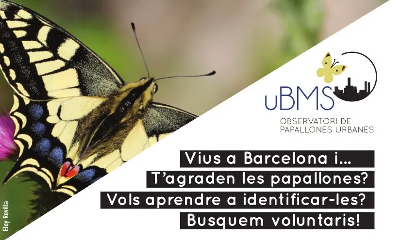 Cartell Observatori de papallons uBSM