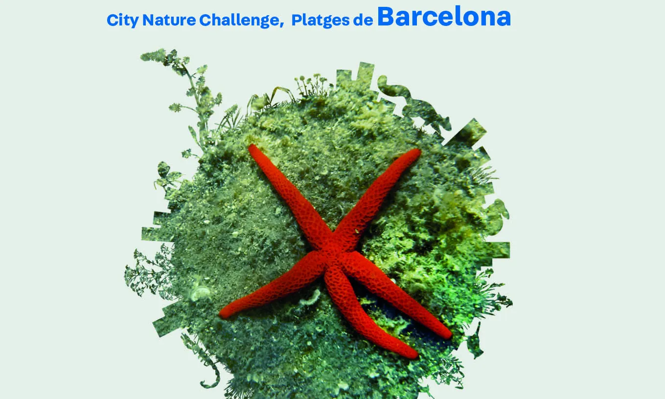 Una biomarató marina a les platges de Barcelona aportarà dades sobre la biodiversitat marina de la ciutat 