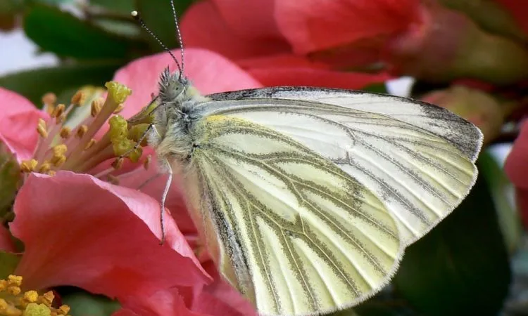 Pieris Napi