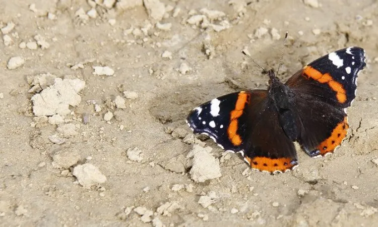 Vanessa Atalanta