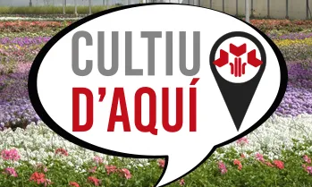 Els vivers de producció local han creat la marca "Cultiu d'aquí", per identificar les roses de producció local