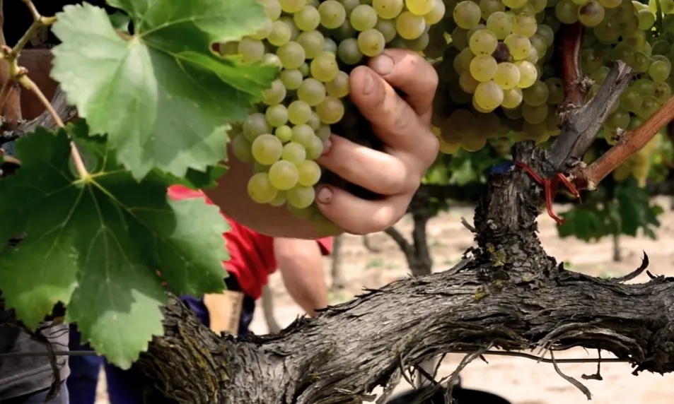 La cooperativa L'Olivera uneix agroecologia i economia social i solidària en un projecte de conreu de vinya i olivera orientat a la producció de vi i oli.