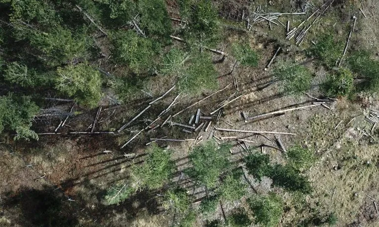 Imatge aportada a Alerta Forestal amb un dron, i, a més, guanyadora del concurs TreeMotionBosc Explotat, Gloria Pellise 