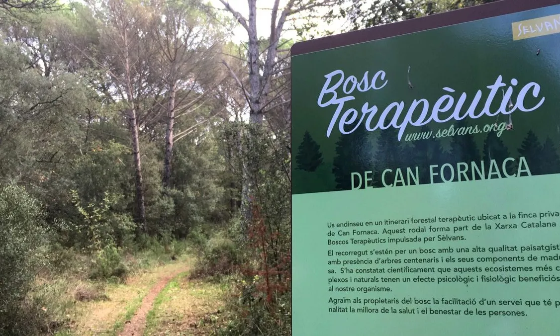 El bosc terapèutic afavoreix la salut i la conservació dels boscos