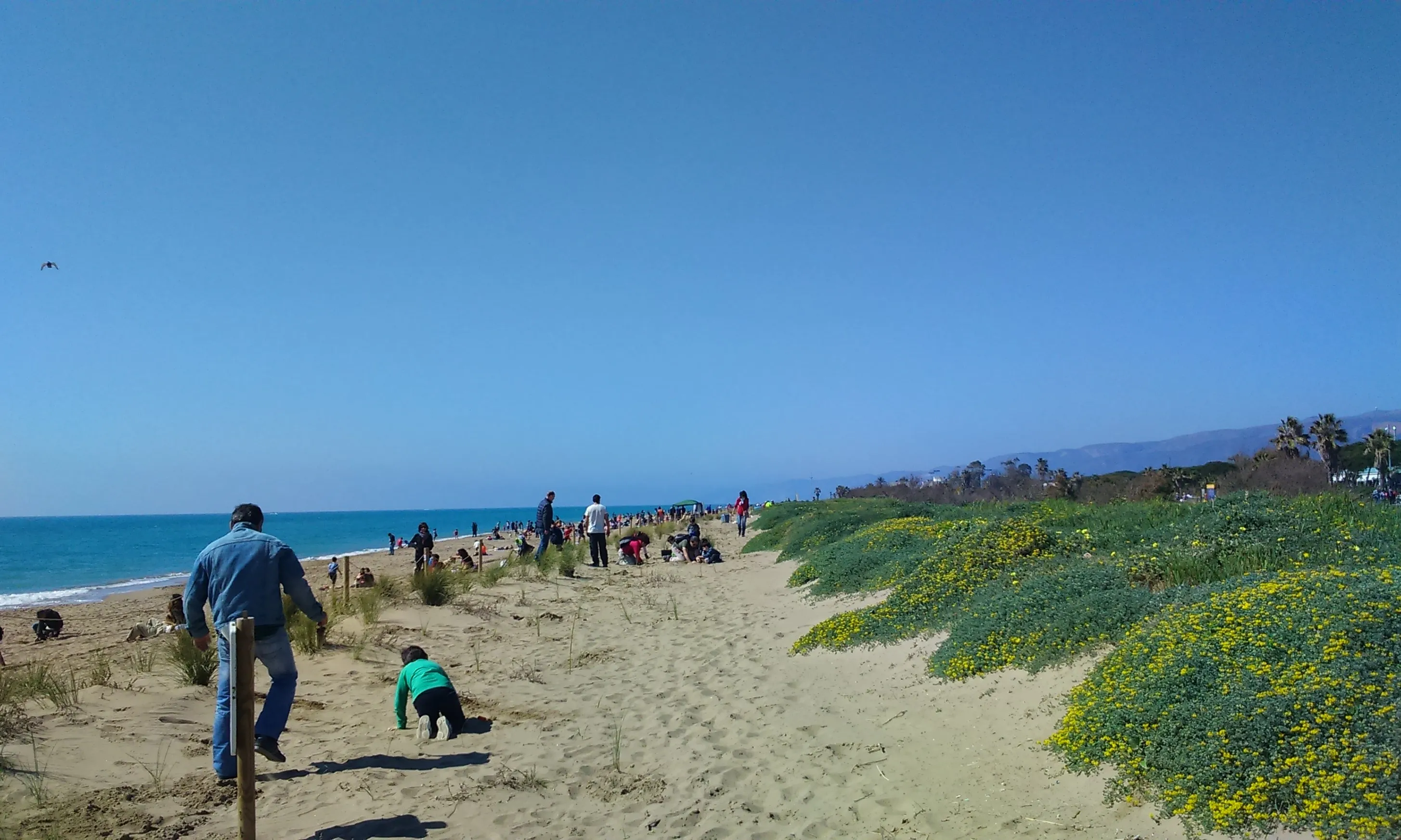 Nois i noies participen en la recuperació de les dunes de Castelldefels 