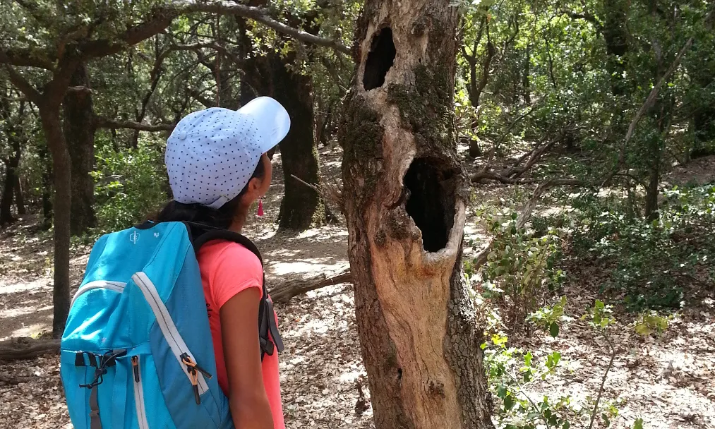 L'associació Sèlvans treballa la implicació de les escoles en la preservació dels boscos