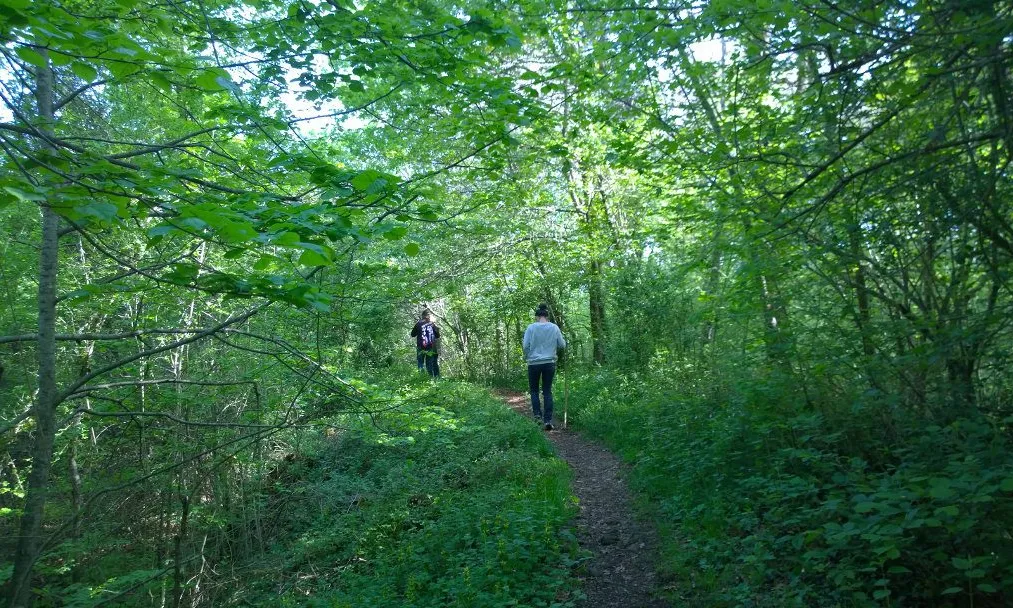 Un itinerari saludable en un bosc de La Garrotxa