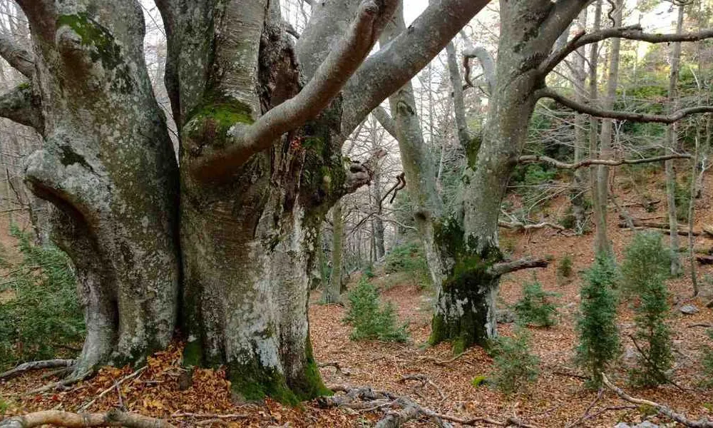 La missió de l'Associació Selvans és la protecció dels boscos madurs